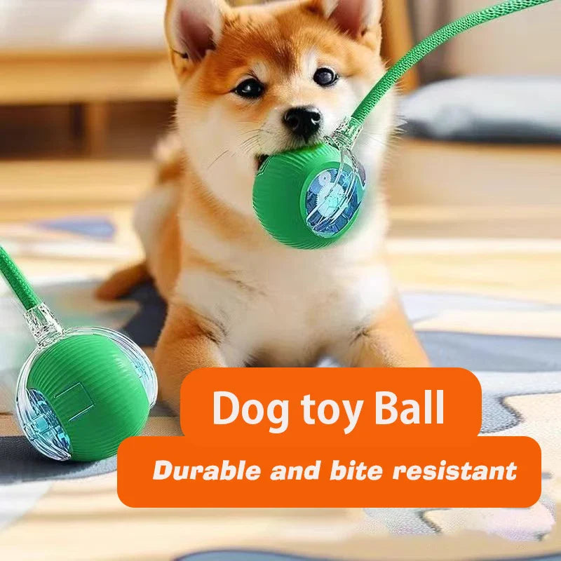 Smart Dog Play Ball