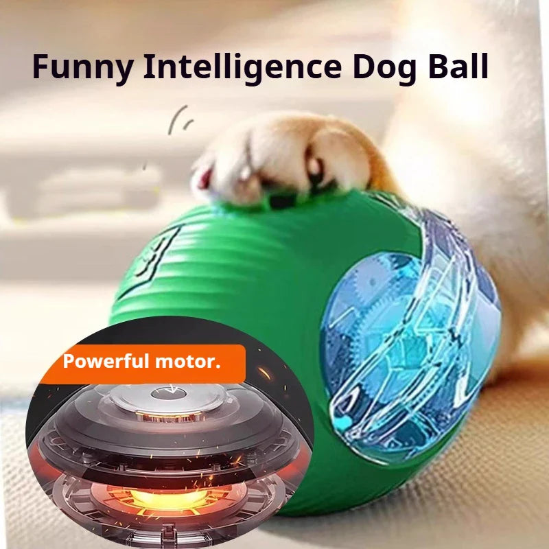 Smart Dog Play Ball